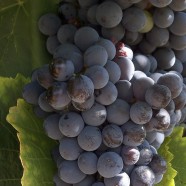Open the door – A vineyard/wine domaine
