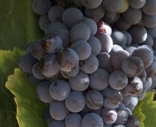 Open the door – A vineyard/wine domaine