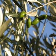 Open the door – The Olive Grove