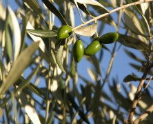 Open the door – The Olive Grove
