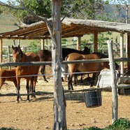 Open the door – Buying an equestrian property