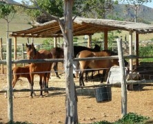 Open the door – Buying an equestrian property