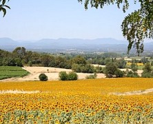LANGUEDOC PROPERTY FEATURE