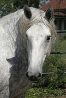 CONTPHOTO_equestrianpropertyNumber1