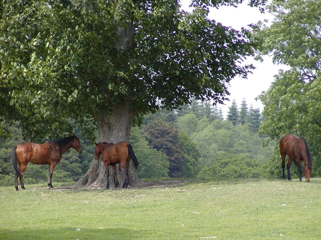 horses_grazing_trees_1024