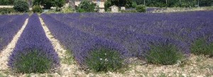 lavender