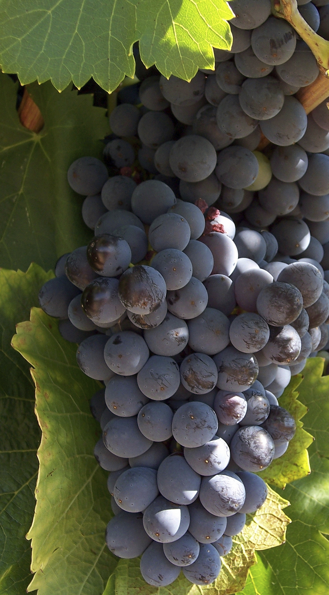 Open the door – A vineyard/wine domaine
