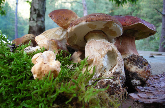 cepes