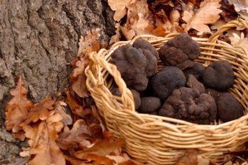 truffle 2