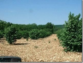 truffle farm
