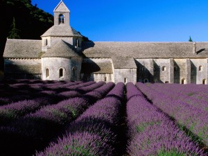 Lavender Field, Abbey of Senanque, Near Gordes, Provence, France