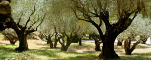 Olive-grove