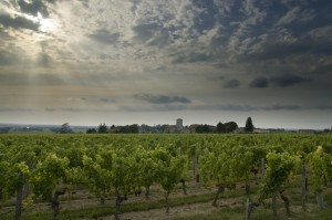 Vineyard in France