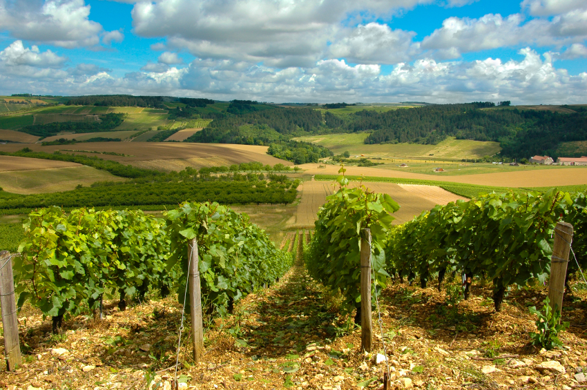 French vineyard sales boom for Home Hunts