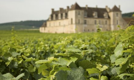 Eight common questions asked by buyers of vineyards in France