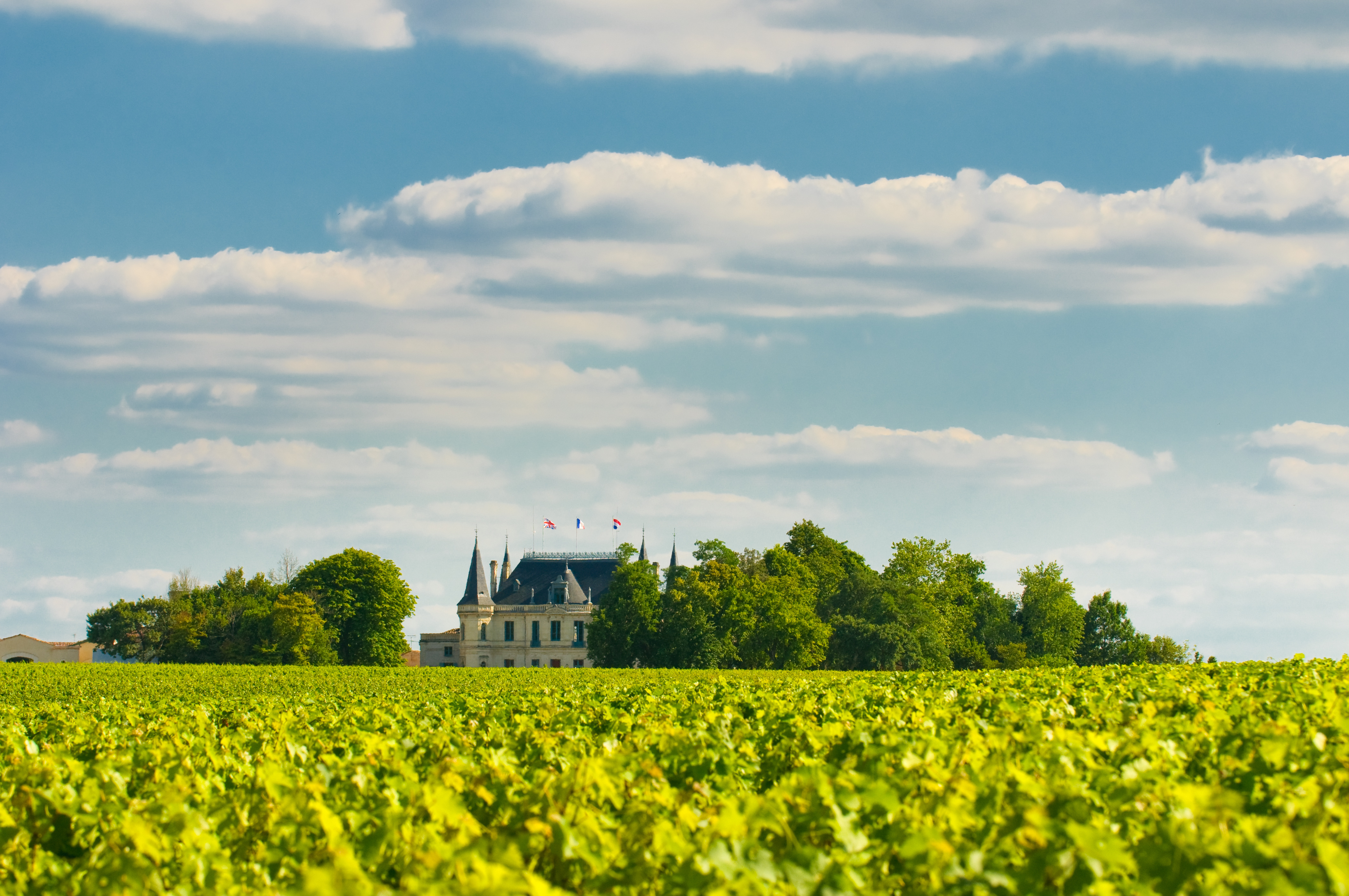 The secrets behind buying a profitable vineyard in France