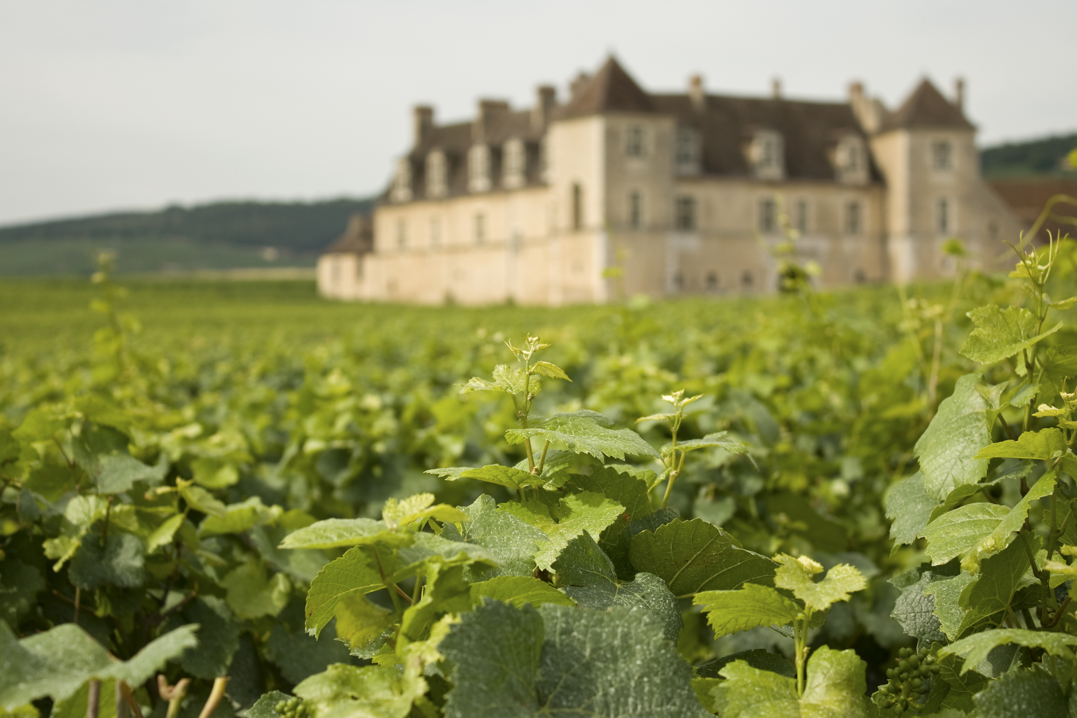 France highest earning country in the world for wine exports