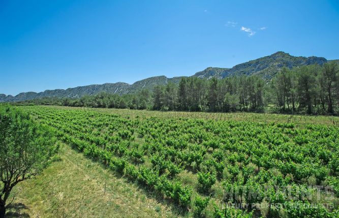 Six vineyards offering a dream Provencal lifestyle