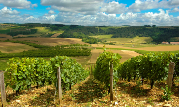 Living in the Land of Rosé: Some of the Best Estates Situated in Wine-Producing Areas in Provence