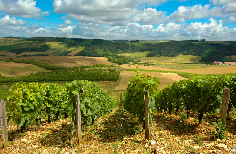 Living in the Land of Rosé: Some of the Best Estates Situated in Wine-Producing Areas in Provence