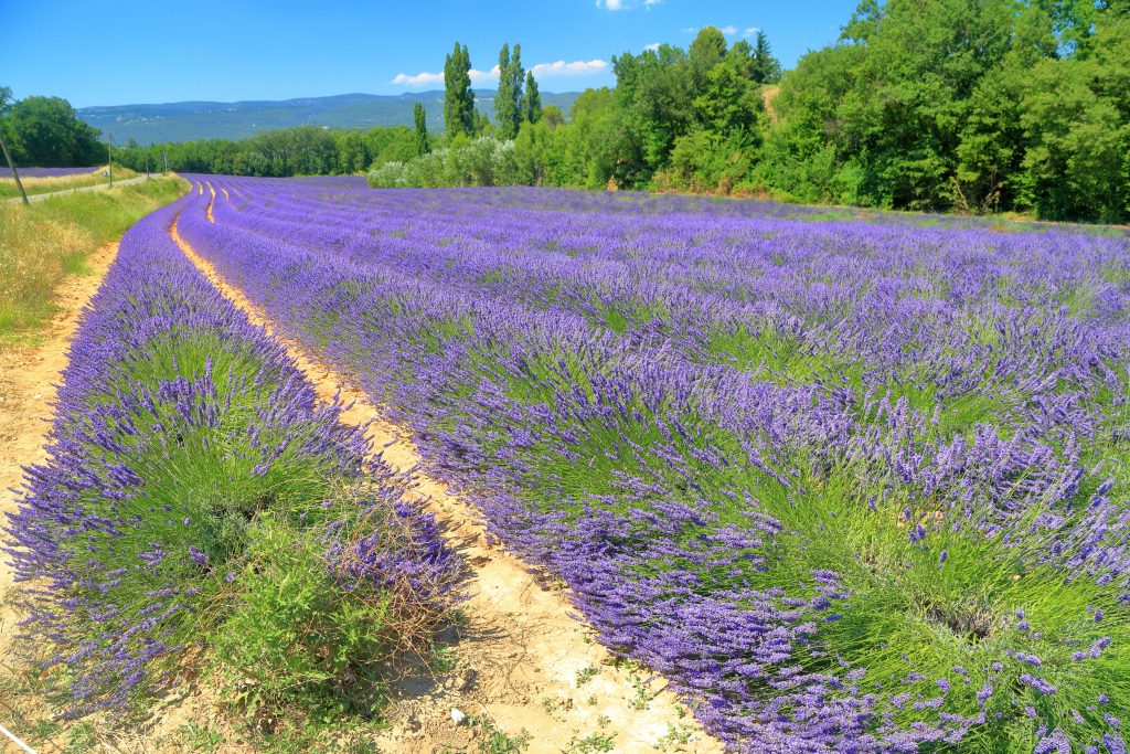 buy property in provence