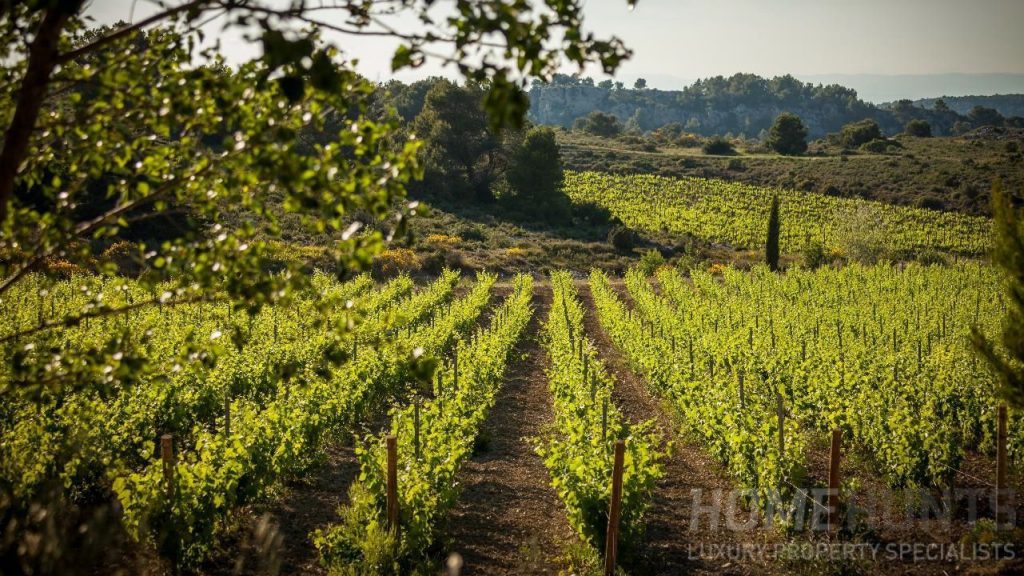 vineyards in france