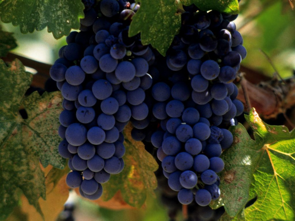 vineyards in france