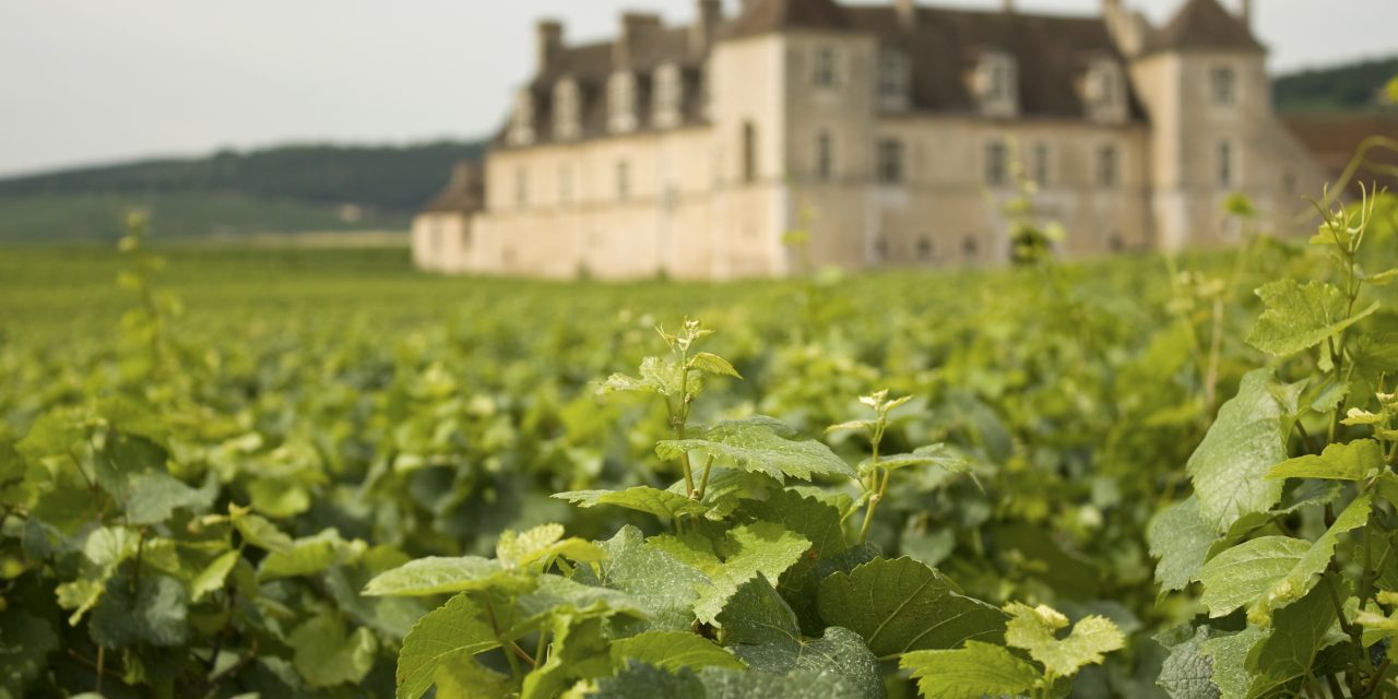Grape Expectations: Five Dream Vineyards in France