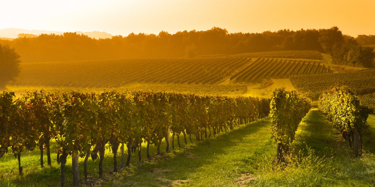 How to buy a vineyard in France