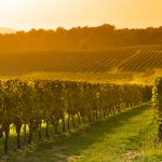 How to buy a vineyard in France