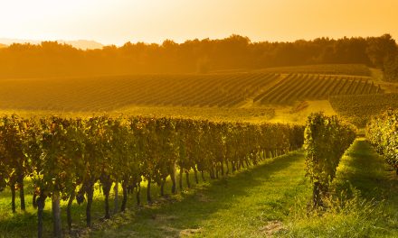 How to buy a vineyard in France