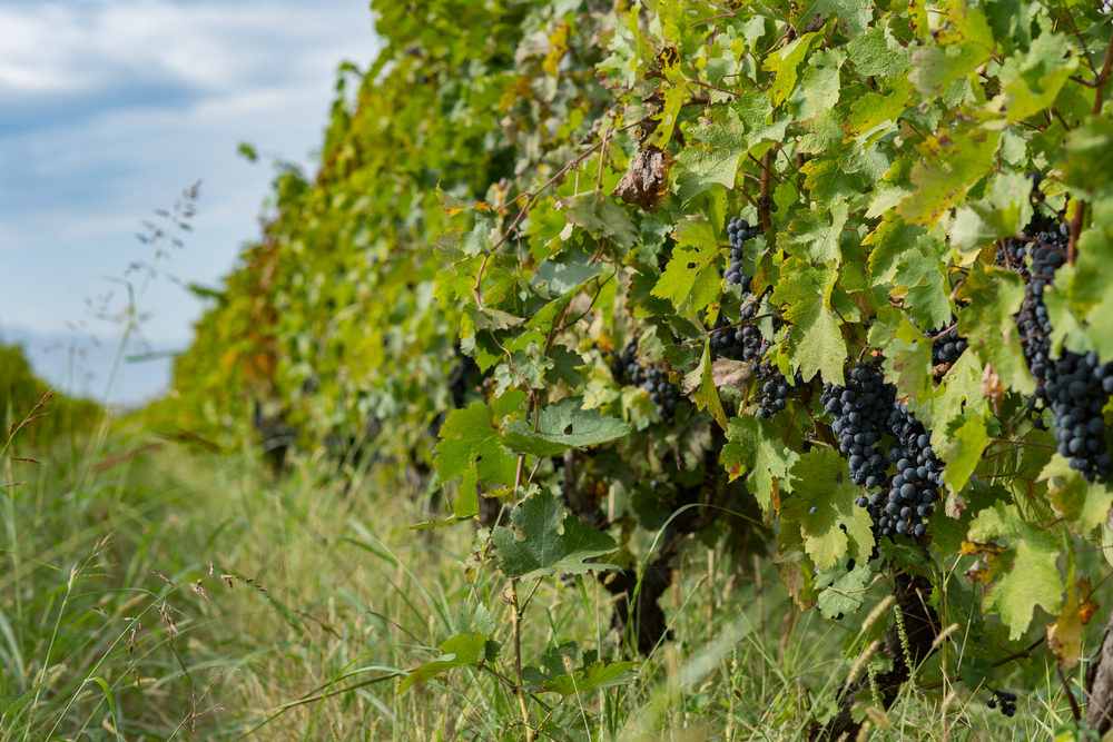 buy a vineyard in france